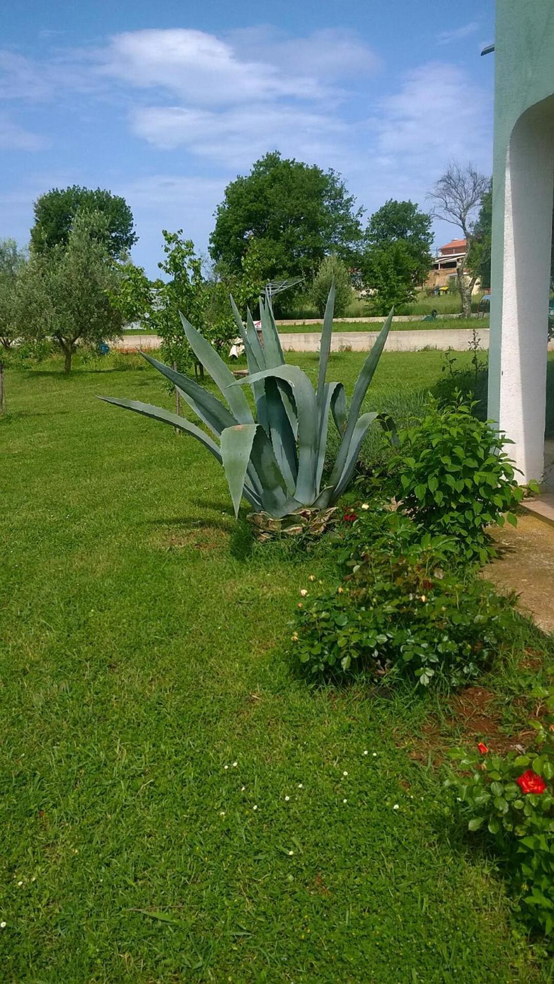 Apartmani Natasa Vrsar Bagian luar foto