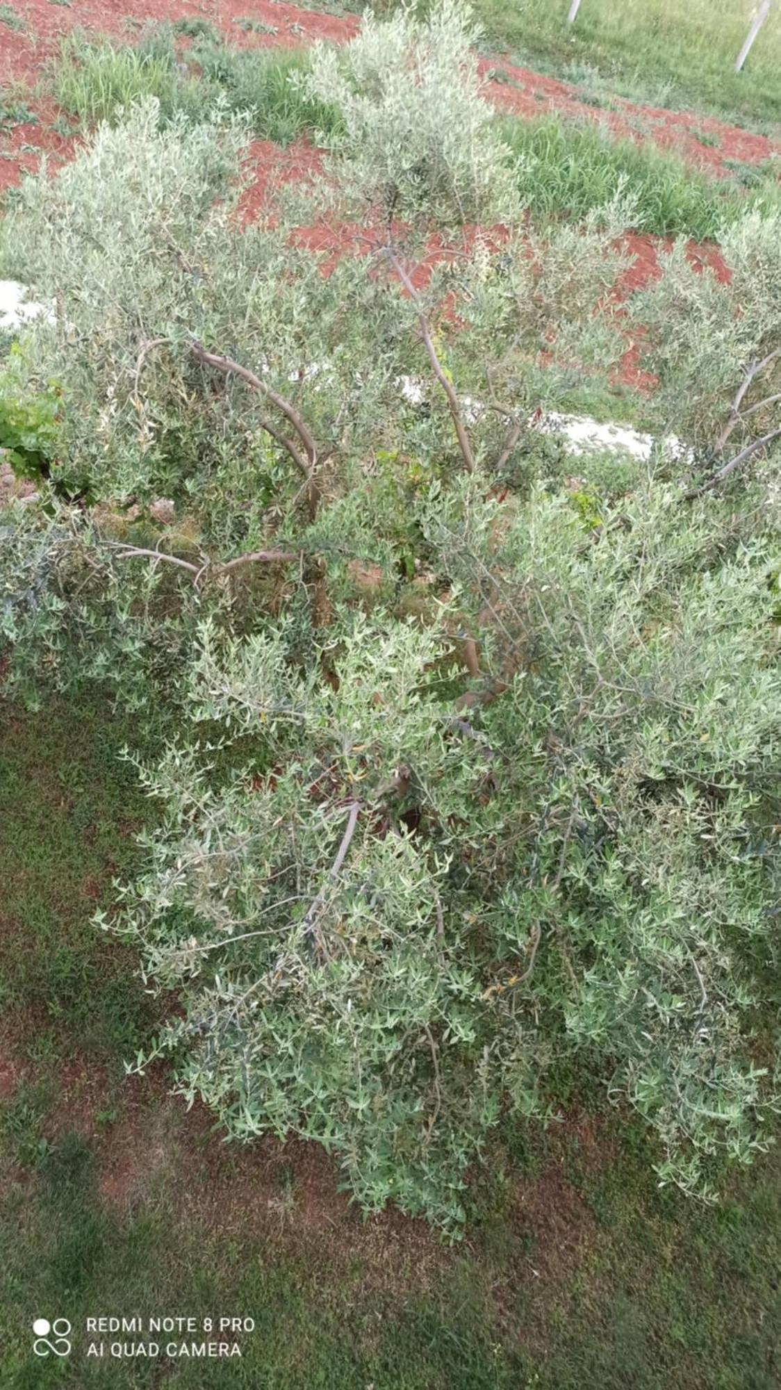 Apartmani Natasa Vrsar Bagian luar foto